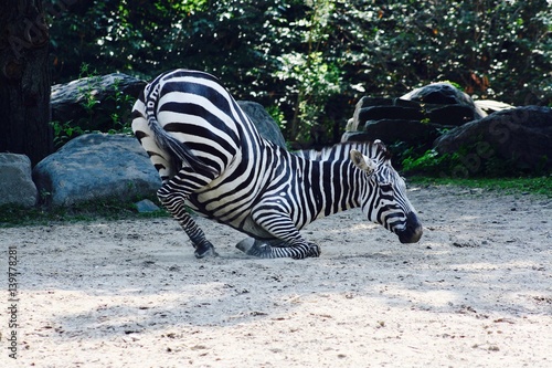 Dance of the Zebra