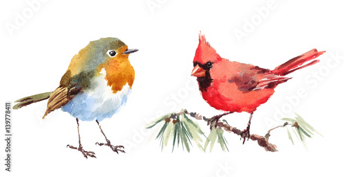 Northern Cardinal and Robin Two Birds Watercolor Hand Painted Illustration Set isolated on white background © cmwatercolors