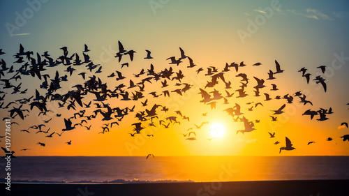 Silhouettes flock of seagulls over the Ocean.