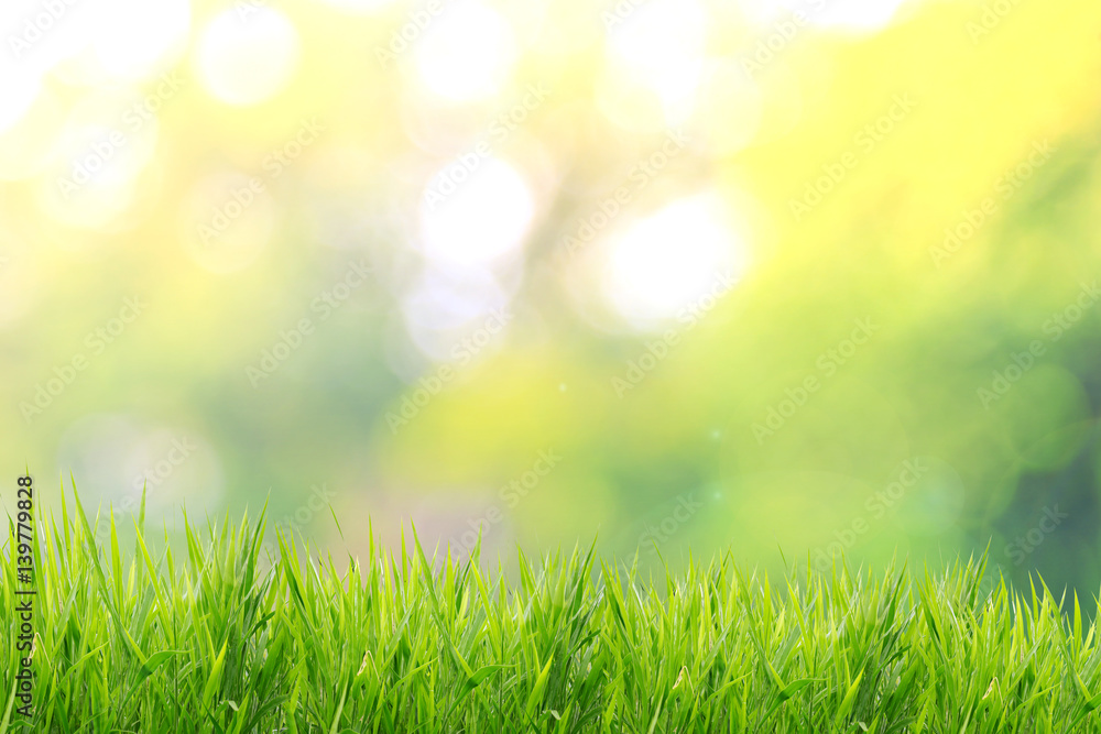 Spring or summer and grass field with sunny background 