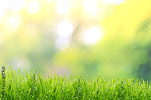 Fototapeta Naklejka Na Ścianę i Meble -  Spring or summer and grass field with sunny background 