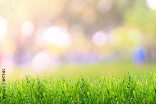 Spring or summer and grass field with sunny background 