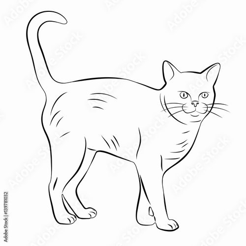 illustration of a cat, vector draw