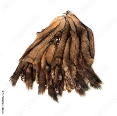 Bundle of brown tanned natural pelts of Russian Barguzin sable, valued for its expensive fur, isolated on white