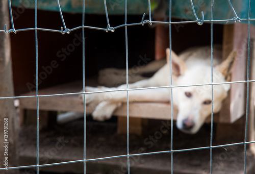 Inside a dog refuge