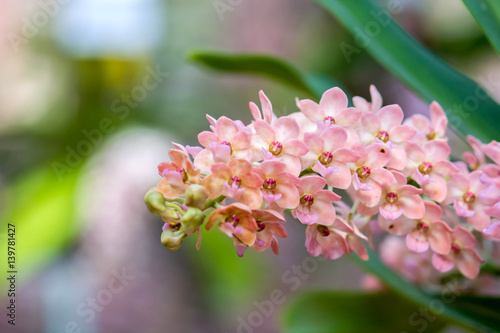 rhynchostylis gigantea orchid flowers © sapgreen