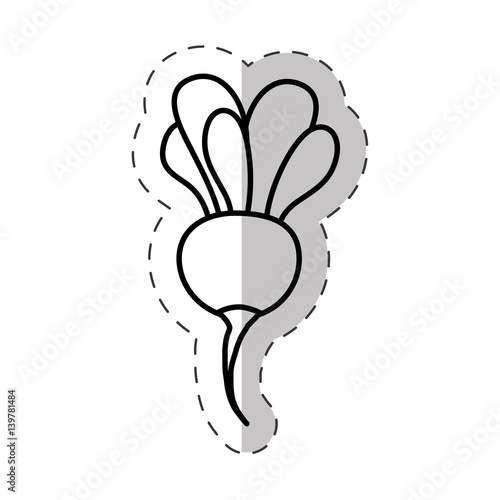 radish vegetal healthy cut line vector illustraiton eps 10