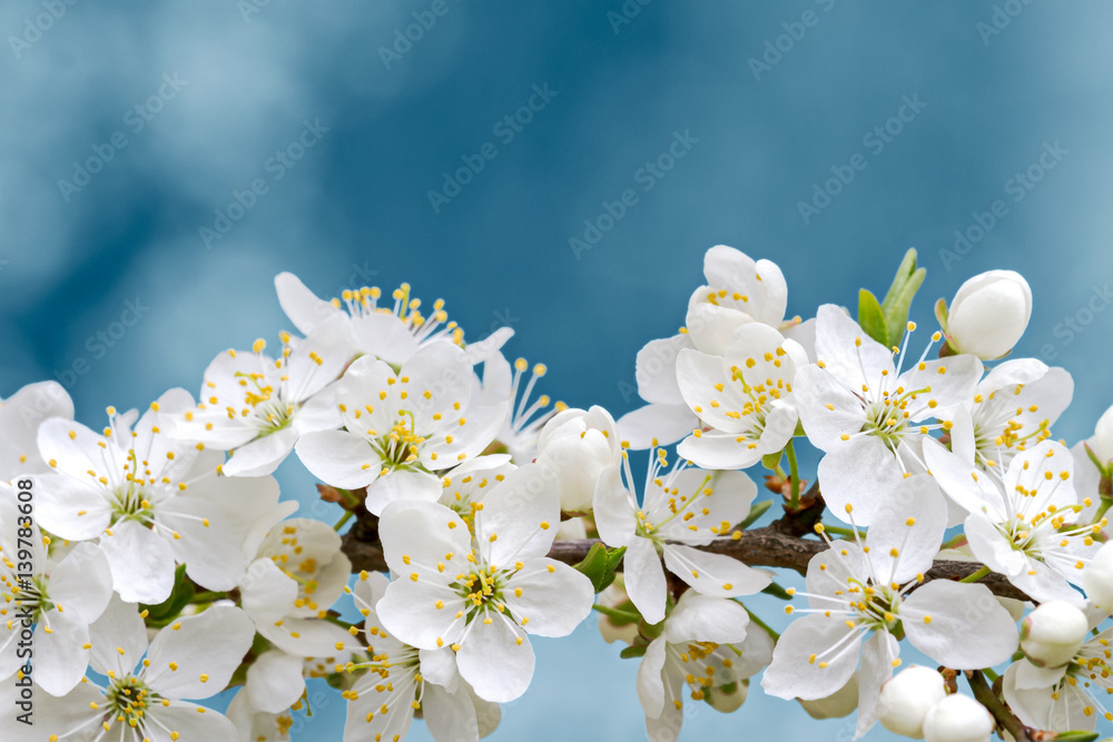 cherry tree blooming branch with white blossoms closeup