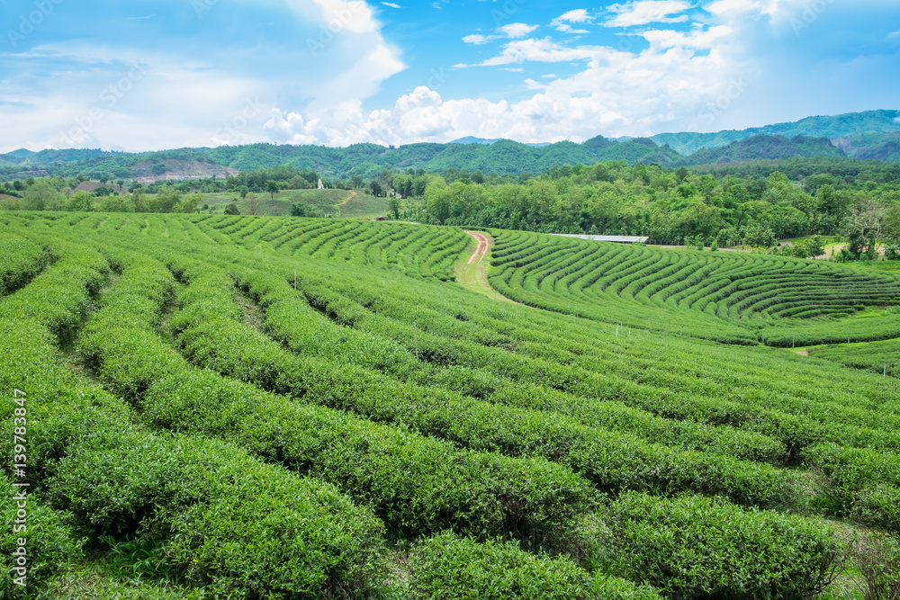 Green tea plantation landscape, Choui Fong tea plantation, Thailand.