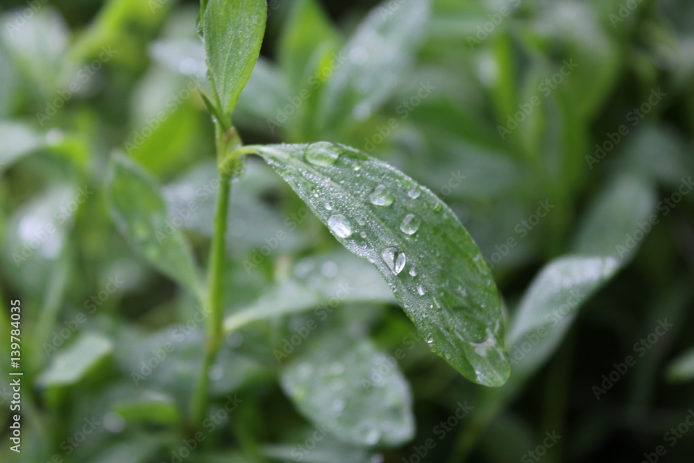 Green knotgrass with water drop in garden 20029 Green knotgrass with water drop in garden 20029