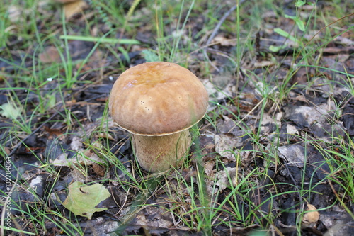 One small porcini in a summer forest 20090
