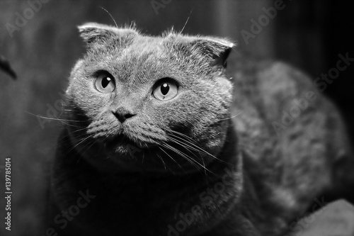 beautiful portrait of a Scottish fold cat