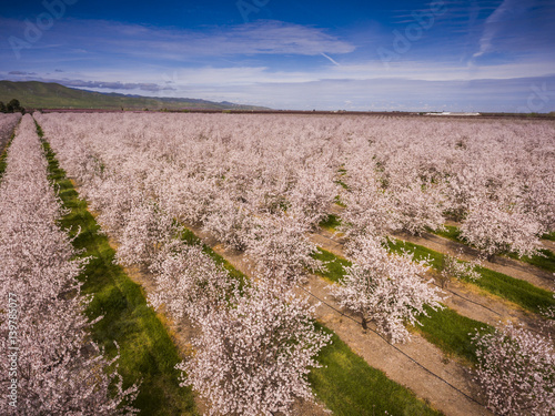 Blooming Blossoming Orchard