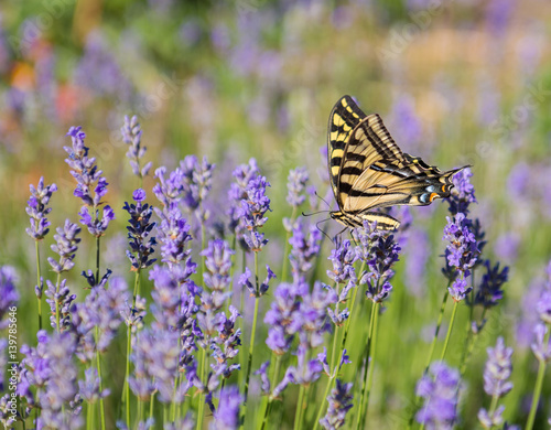 Western Tiger Swallowtail butterfly on blooming Lavendar