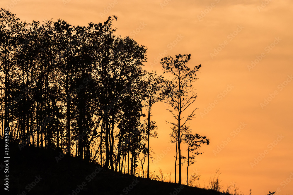 Obraz premium Trees silhouettes against sunset background