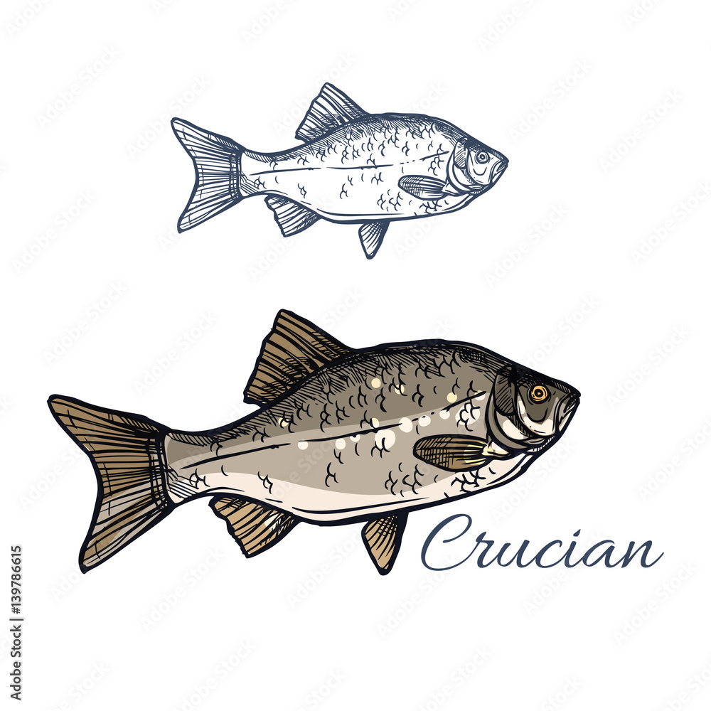 Fototapeta premium Crucian fish vector isolated sketch icon