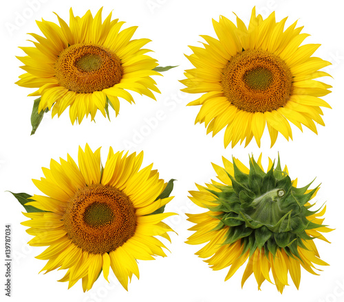 flower of sunflower isolated on a white background.