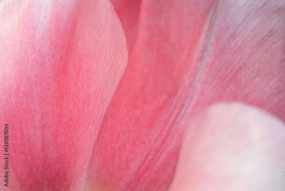 Φωτογραφία Close-up of pink tulip petals, a blurred floral background with details