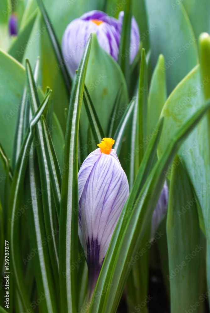 Φωτογραφία Close-up of lush vibrant violet and white crocuses and green tulips leaves at greenhouse