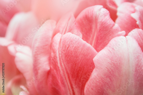 Close-up of pink tulip petals, a blurred floral background with details.