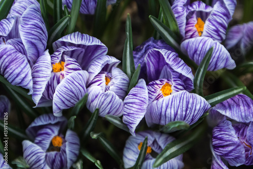 Close-up of lush vibrant violet and white crocuses, the first harolds of spring, at greenhouse. photo