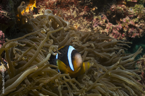 Anemonefish (clownfish) with a perfect symbiotic relationship with an anemone