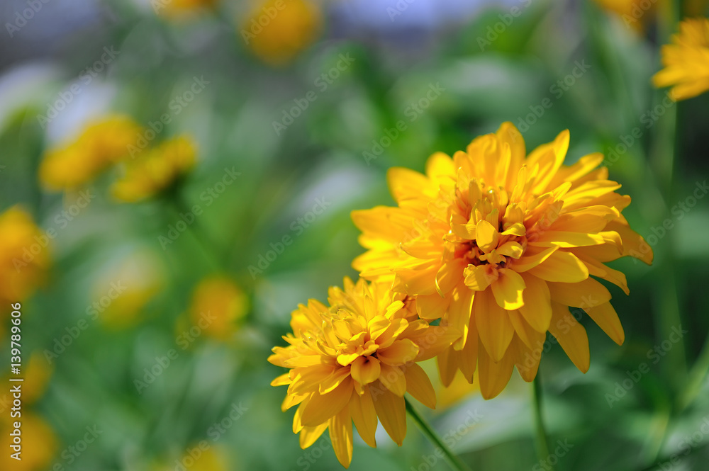 Bright yellow rudbeckia (Black Eyed Susan) flowers Bright yellow rudbeckia (Black Eyed Susan) flowers
