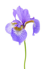 Papier peint photo Iris Iris élégant sur fond blanc  © Vidady