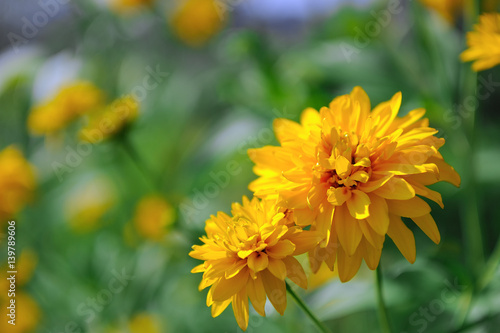 Bright yellow rudbeckia (Black Eyed Susan) flowers © Vidady
