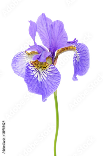 Iris Flower on White