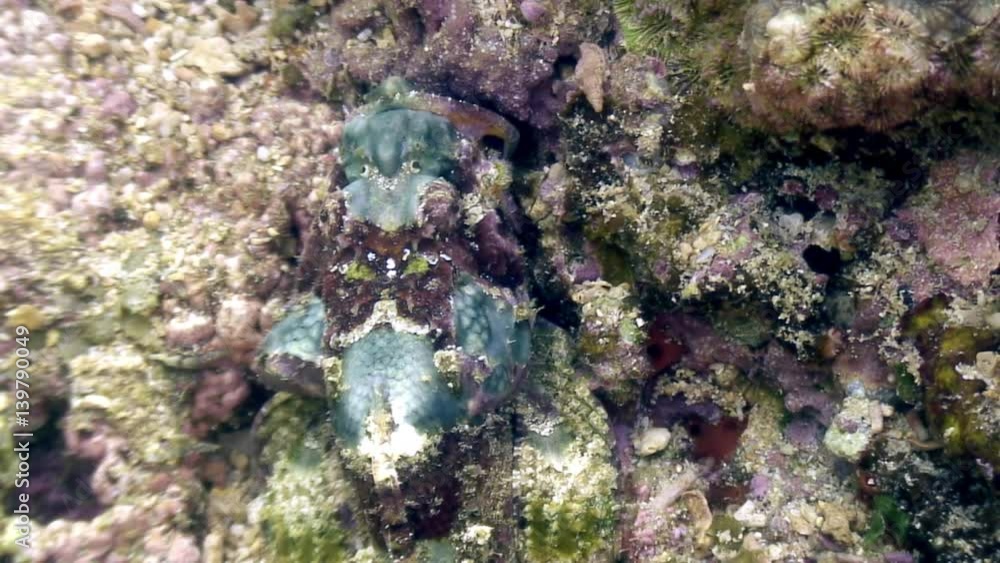 Fish stone is masked underwater in ocean of wildlife Philippines. Travel in world of unique colorful beautiful ecosystem. Inhabitants of deep sea in search of food. Diving.