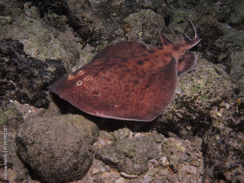 Obraz premium Torpedo ray