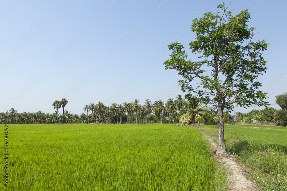 Obraz premium Fresh air in rice plant