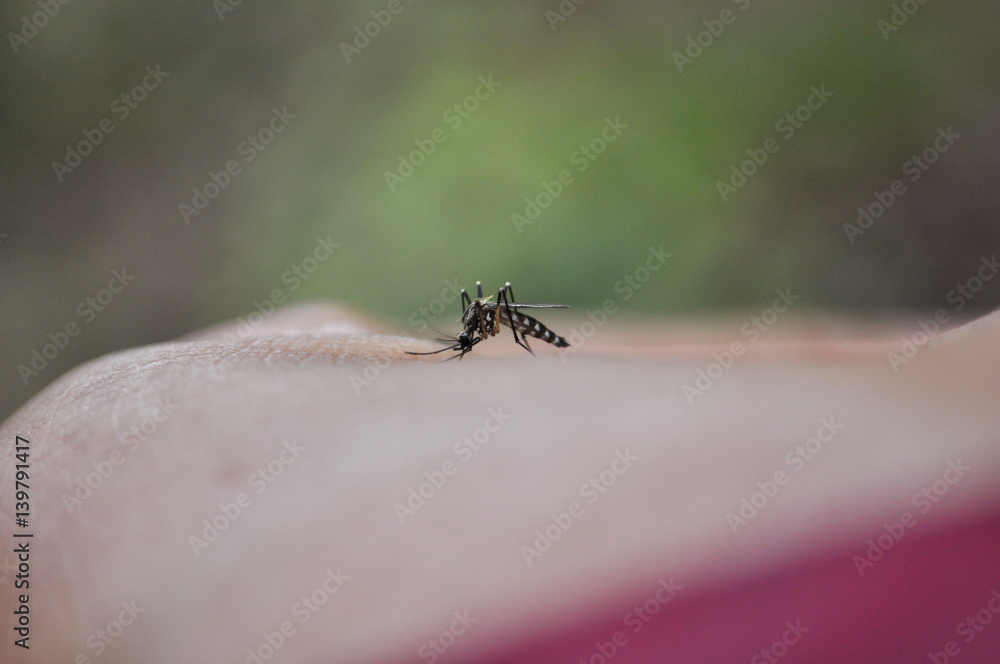 Mosquito on a human hand sucking blood Mosquito on a human hand sucking blood