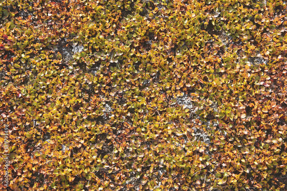 background of leafs in arctic autumn background of leafs in arctic autumn