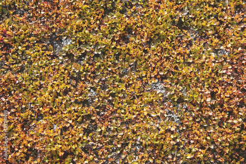 background of leafs in arctic autumn