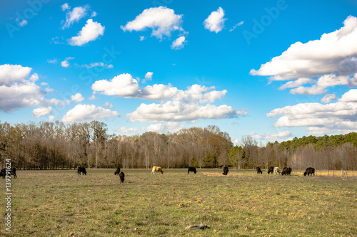 cattle on early spring pasture photo