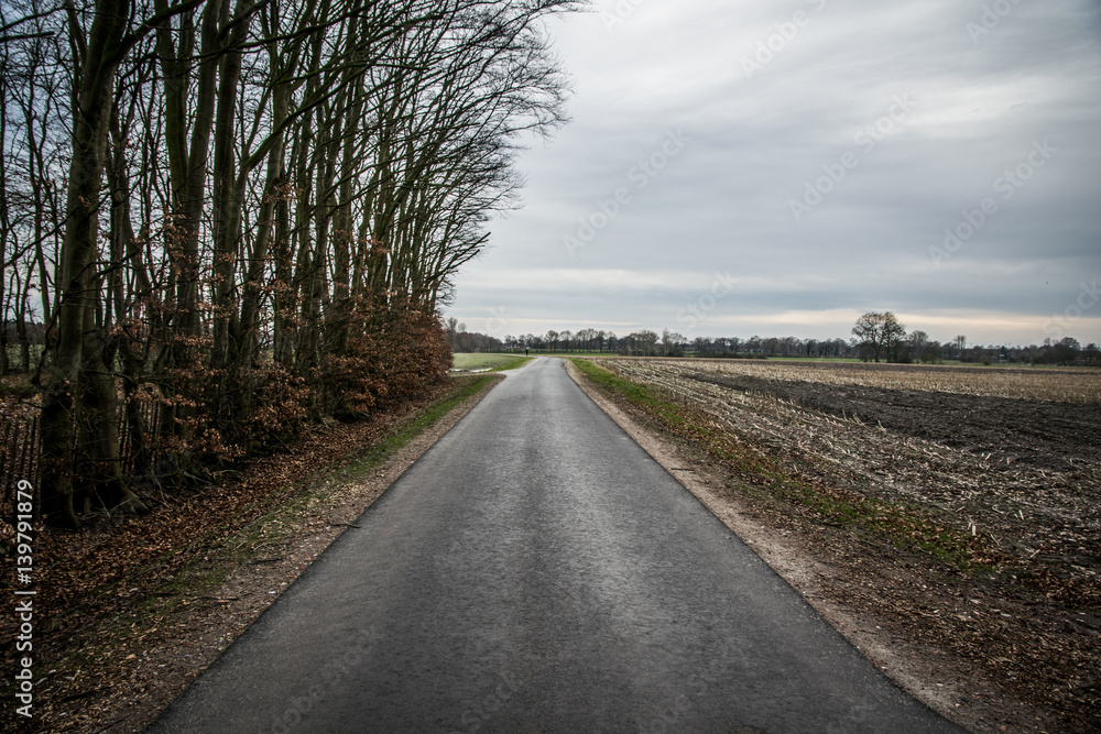 Fototapeta premium long road in the forest