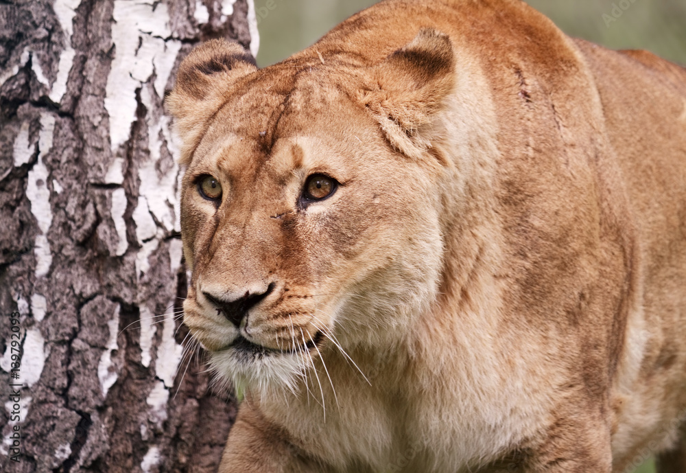 Fototapeta premium Lioness