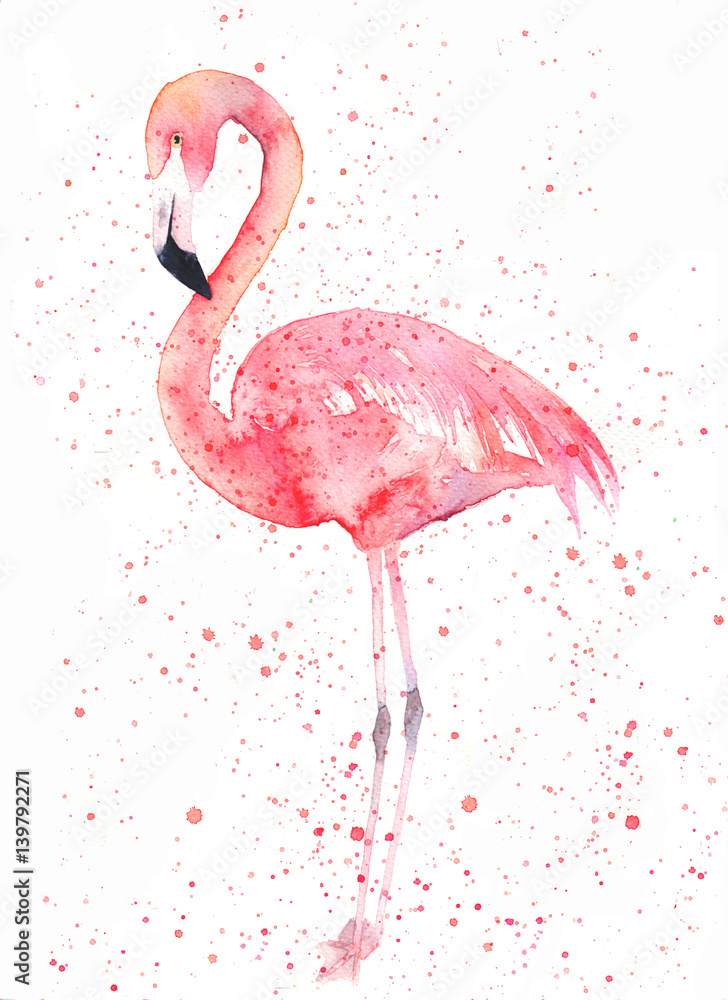 Fototapeta Akwarela flamingo z splash. Malowanie obrazu