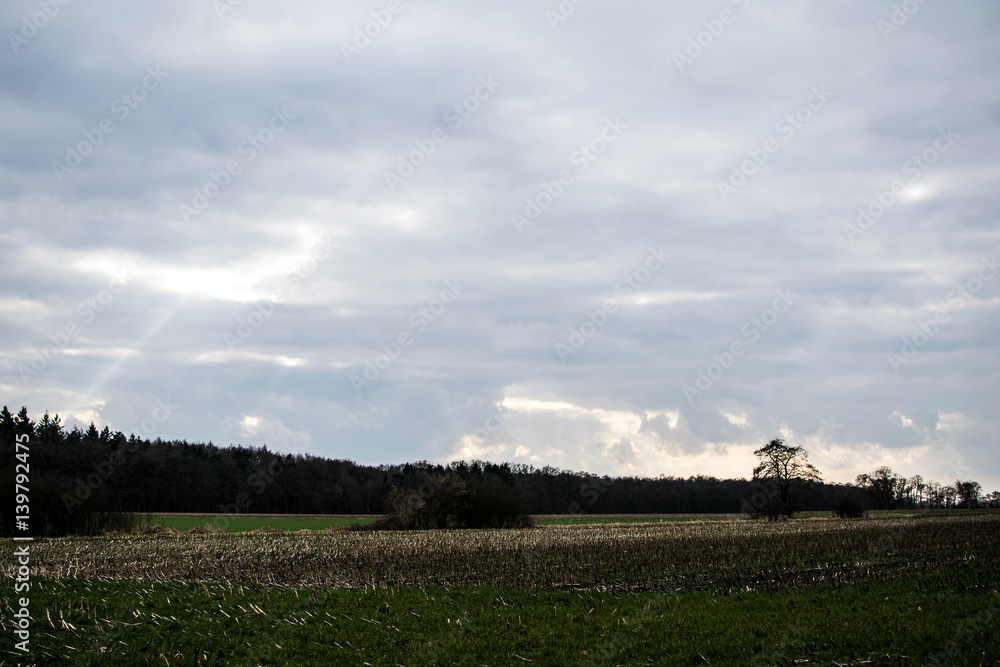 Obraz premium landscape with sky and trees