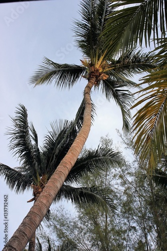 Tall coconut tree