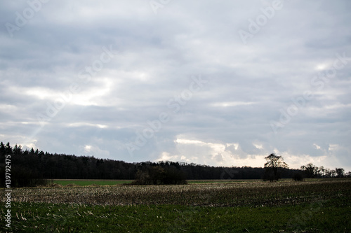 landscape with sky and trees