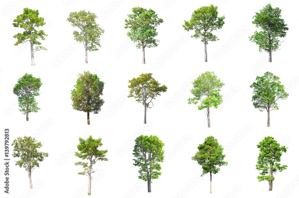Isolated Trees on white background , The collection of trees. Isolated Trees on white background , The collection of trees.
