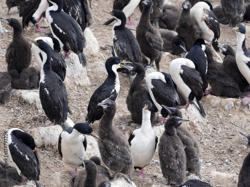 Imperial Shag, Phalacrocorax atriceps, fed their chick, Carcass, Falklands / Malvinas