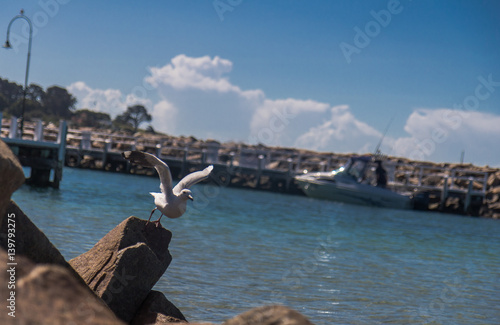 Seagull, Sorrento, Mornington Peninsula