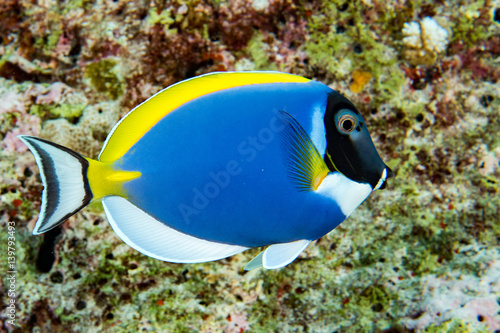 Foto surgeon fish isolated on reef
