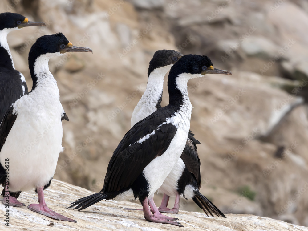 Naklejka premium large nesting colony of Imperial Shag, Phalacrocorax atriceps, Carcass, Falklands / Malvinas