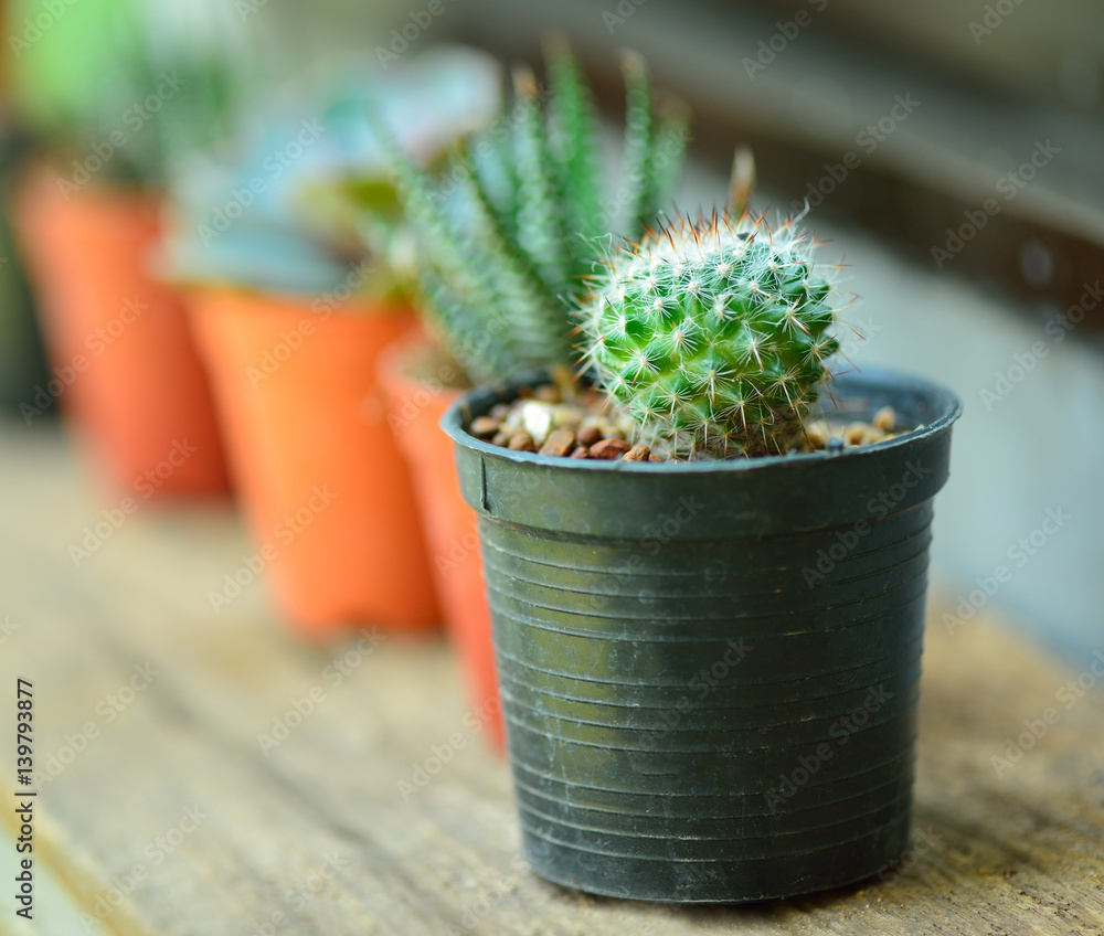 mini cactus near the window mini cactus near the window