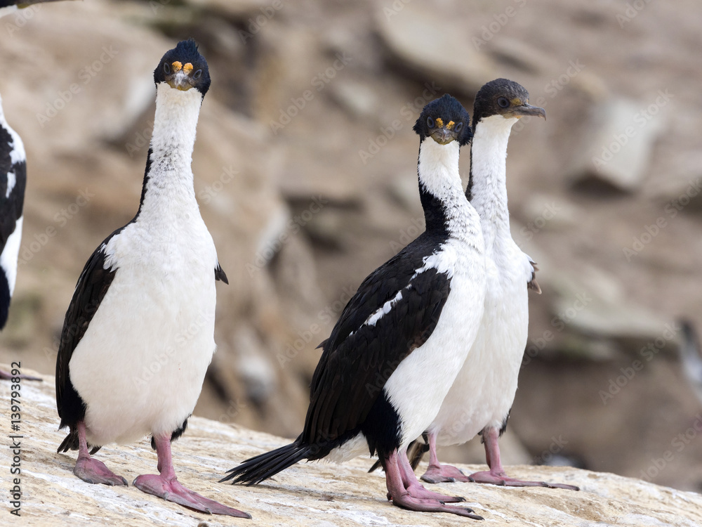 Obraz premium large nesting colony of Imperial Shag, Phalacrocorax atriceps, Carcass, Falklands / Malvinas